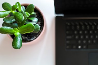 ordinateur avec une plante verte posée à côté